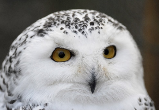 Animali - Parchi naturalistici