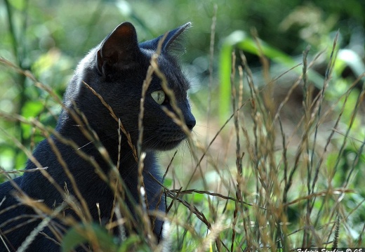 Animali - Parchi naturalistici